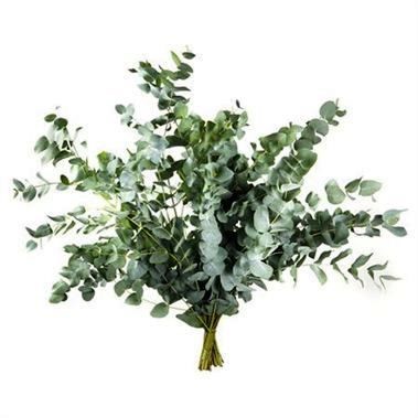 Forest Produce foliage floral solutions