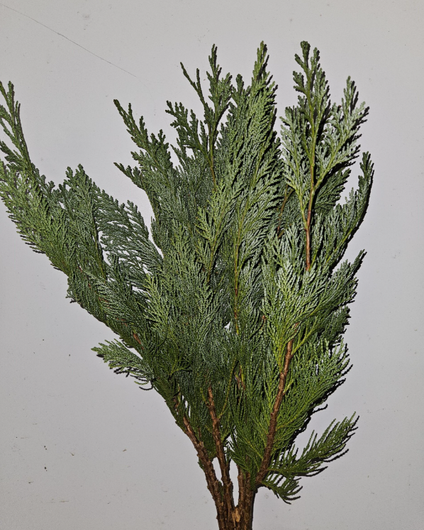 Forest Produce foliage floral solutions